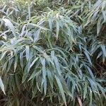 Phyllostachys aurea Folha