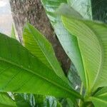 Genipa americana Лист