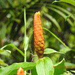 Costus scaber Lorea