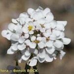 Iberis nazarita Flower