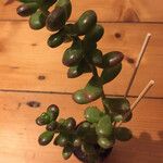 Sedum hernandezii Foglia