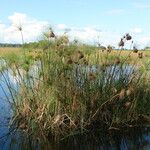 Cyperus giganteus 叶