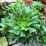 Aeonium simsii Blatt