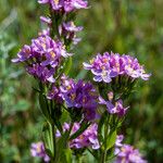 Centaurium erythraea ফুল