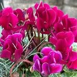 Cyclamen repandumFlors