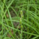 Carex canescens Ffrwyth