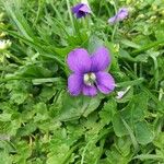 Viola × melissifolia Flower