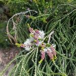 Melaleuca huegelii Flor