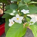 Cordia boissieri 花