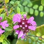 Thymus praecox Flower