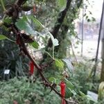 Ribes speciosum 花