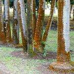 Acanthophoenix rubra Bark