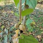 Dioscorea polystachya Fruto
