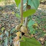 Dioscorea polystachya Плод