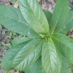 Clerodendrum indicum Blad