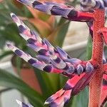 Aechmea fendleri Kvet