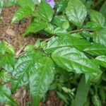 Thunbergia erecta Frunză