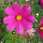 Cosmos bipinnatus Flower