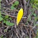 Sternbergia colchiciflora Blodyn