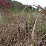 Carex crinita Fruitua