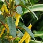 Columnea angustata Hábito