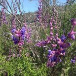 Trichostema lanatum Hábito