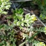 Alyssum alyssoides Vrucht