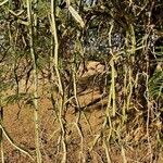 Cissus quadrangularis Blad