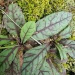 Hieracium venosum Leaf