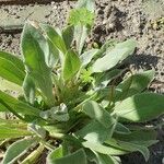 Silene banksia पत्ता