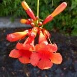 Campsis radicansBlomma