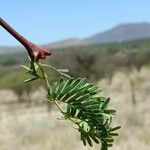 Vachellia erioloba 葉