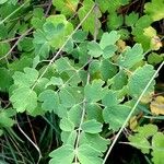 Thalictrum minus Blad