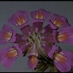 Collinsia tinctoria Λουλούδι
