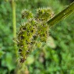 Girardinia diversifolia Blomma