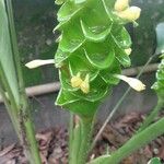 Calathea cylindrica 花