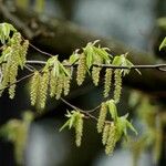 Ostrya carpinifolia Deilen