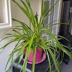 Chlorophytum comosumKwiat