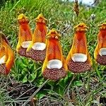 Calceolaria uniflora Flors