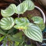 Peperomia argyreia Blad