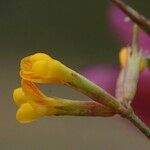 Ornithopus pinnatus Λουλούδι