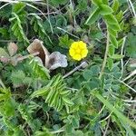 Potentilla brauneana Blomst