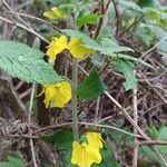 Rhynchocorys elephas Flower