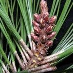 Pinus caribaea Fruto
