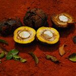Irvingia excelsa Fruit