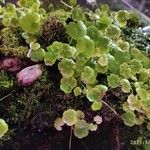 Hydrocotyle americana 叶