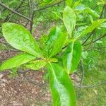 Franklinia alatamaha Leaf