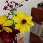 Coreopsis leavenworthii Flower