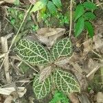 Fittonia albivenisبرگ