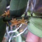 Tridactyle anthomaniaca Flower